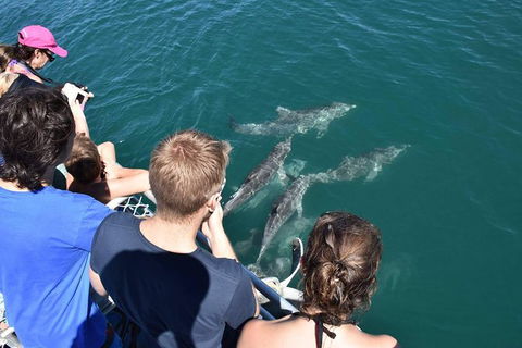 Eco Marine Safari - Boom Netting & Snorkeling Moreton Island - Fortitude Valley - Local Tourism 4