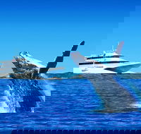 Tangalooma Island Resort Dolphin Viewing Day Cruise with Whale Watching - Local Tourism