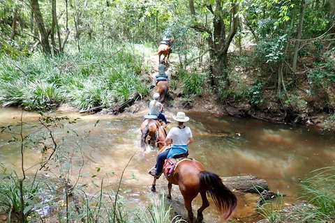 Country Day Ride From Mt Goomboorian With Rainbow Beach Horse Rides - Local Tourism 1