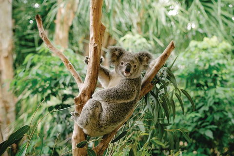Full-Day Small-Group History And Heritage Tour Of Brisbane City - Local Tourism 1