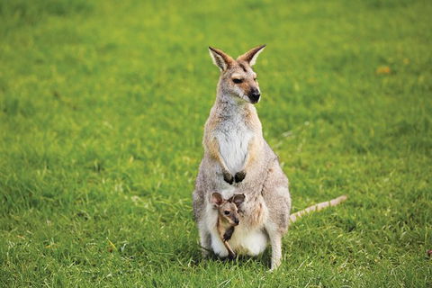 Full-Day Small-Group History And Heritage Tour Of Brisbane City - Local Tourism 3