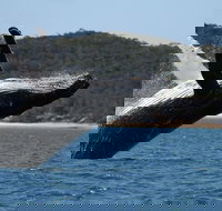 Hervey Bay Ultimate Whale Watching Cruise - Local Tourism