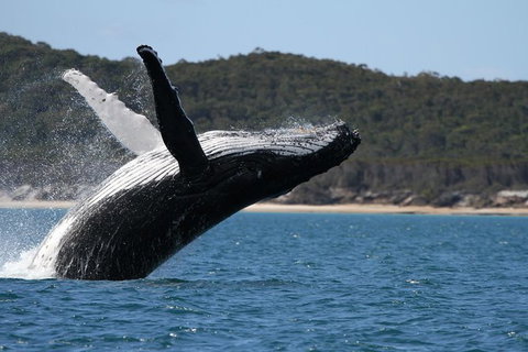 Hervey Bay Ultimate Whale Watching Cruise - Local Tourism 0