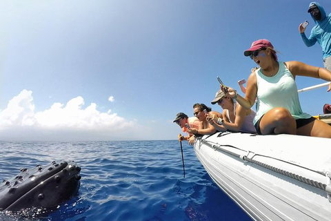 Hervey Bay Ultimate Whale Watching Cruise - Local Tourism 1