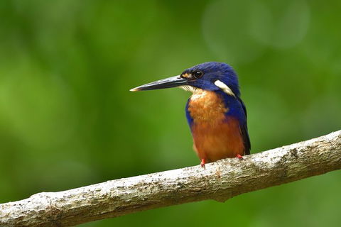 Daintree River Dawn Cruise - Accommodation Australia 0