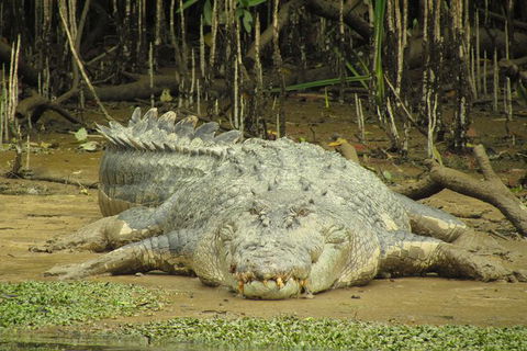 Daintree River Dawn Cruise - Accommodation Australia 1