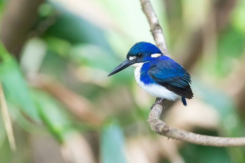 Daintree River Dawn Cruise - Accommodation Australia 12