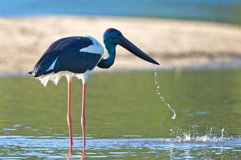 Daintree River Dawn Cruise - Accommodation Australia 6