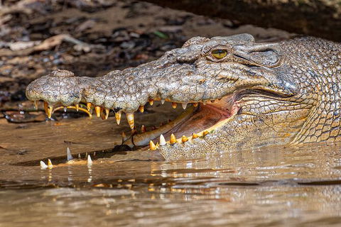 Daintree River Dawn Cruise - Accommodation Australia 15