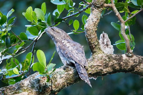 Daintree River Dawn Cruise - Accommodation Australia 4