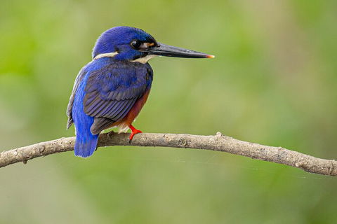 Daintree River Dawn Cruise - Accommodation Australia 7