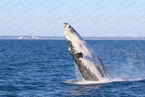 Hervey Bay Whale Watching Cruise - Local Tourism 2