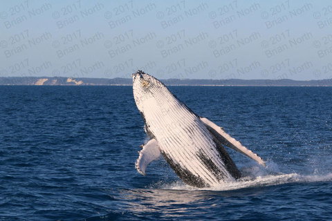 Hervey Bay Whale Watching Cruise - Local Tourism 3