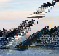 Hervey Bay Whale Watching Cruise - Local Tourism