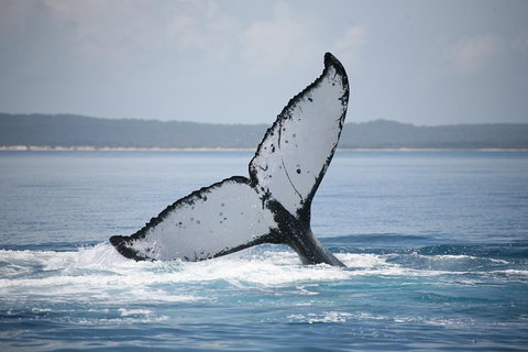 Hervey Bay Whale Watching Cruise - Local Tourism 11