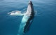 Hervey Bay Whale Watching Cruise - thumb 8