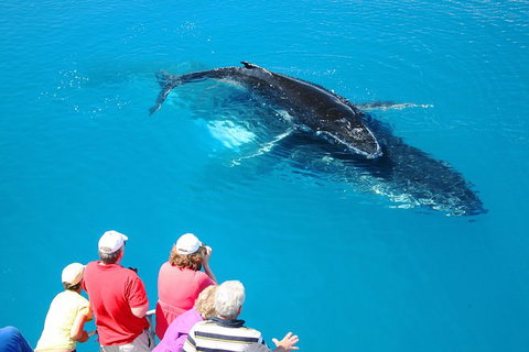 Hervey Bay Whale Watching Cruise - Local Tourism 5
