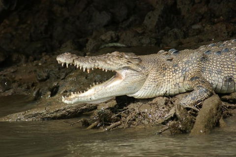 Daintree River Cruise - Accommodation Australia 1