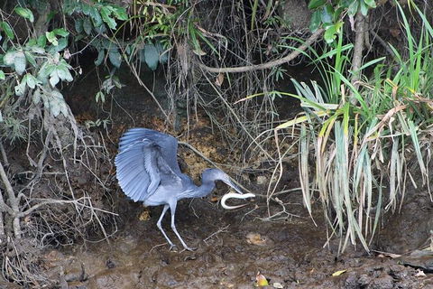 Daintree River Cruise - Accommodation Australia 4
