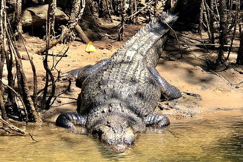 Daintree River Cruise - Accommodation Australia 9