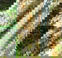 Rainforest  Waterfalls Extravaganza - Local Tourism