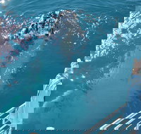 Three-Quarter Day Hervey Bay Premium Whale Watching Cruise - Local Tourism