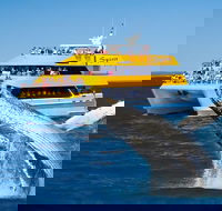 Spirit of Hervey Bay Whale Watching Cruise - Local Tourism