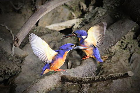 Daintree River Sunset Cruise - Accommodation Australia 3
