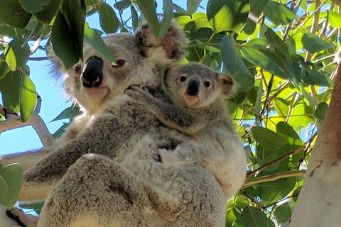 Magnetic Island Tour: Maggie Comprehensive - Accommodation Australia 4