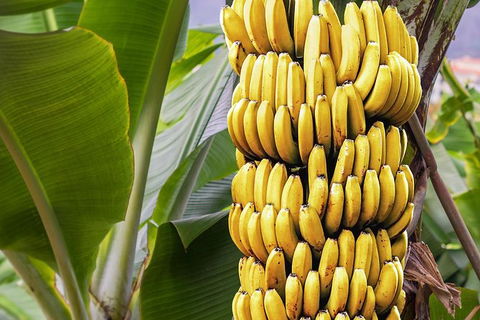 Atherton Tablelands Small-Group Food & Wine Tasting Tour From Port Douglas - Accommodation Australia 28