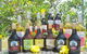 Atherton Tablelands Small-Group Food & Wine Tasting Tour From Port Douglas - thumb 16