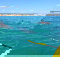 Half-Day Kayak with Dolphins and 4WD Beach Drive from Rainbow Beach - Local Tourism