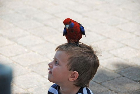 O'Reilly's Lamington National Park And Treetop Canopy Tour - Bed n Breakfasts 7