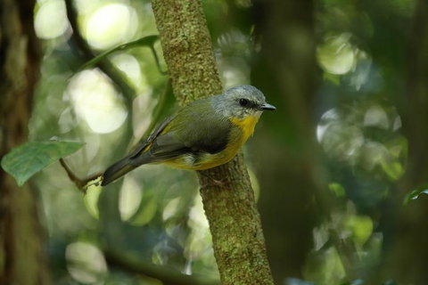 O'Reilly's Lamington National Park And Treetop Canopy Tour - Bed n Breakfasts 3