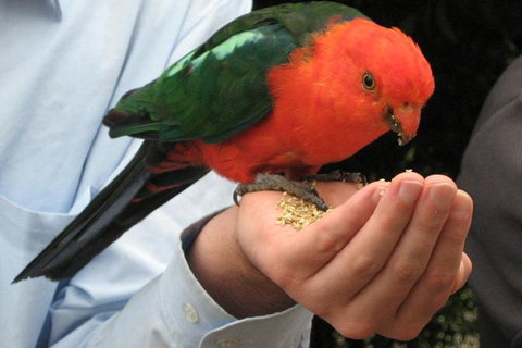 O'Reilly's Lamington National Park And Treetop Canopy Tour - Bed n Breakfasts 1