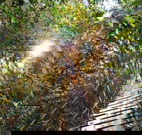O'Reilly's Lamington National Park and Treetop Canopy Tour - Local Tourism