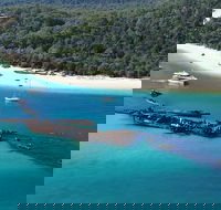 All Inclusive Dolphin and Tangalooma Wrecks Cruise Departing Gold Coast - Local Tourism