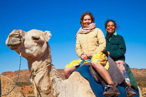 Alice Springs Camel Tour - Local Tourism 8
