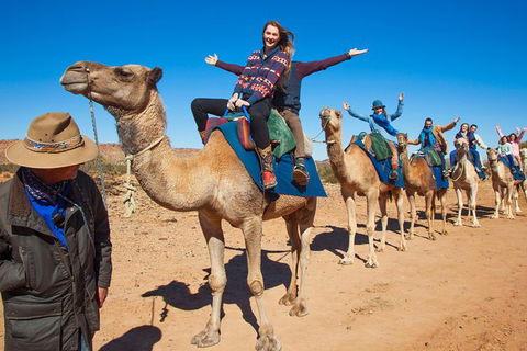 Alice Springs Camel Tour - Local Tourism 7