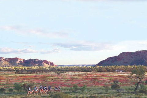 Alice Springs Camel Tour - Local Tourism 3