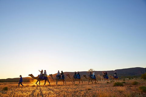 Alice Springs Camel Tour - Local Tourism 9