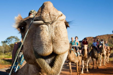 Alice Springs Camel Tour - Local Tourism 10