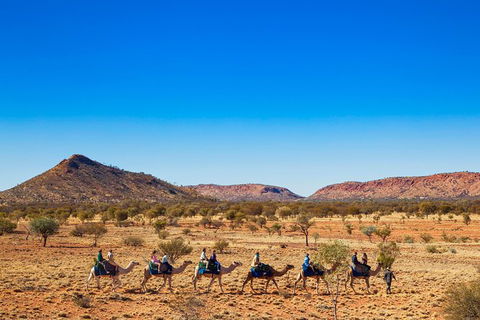 Alice Springs Camel Tour - Local Tourism 5
