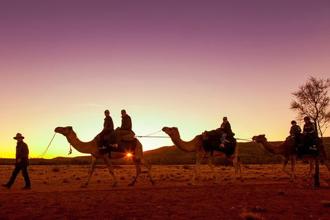 Alice Springs Camel Tour - Local Tourism 4