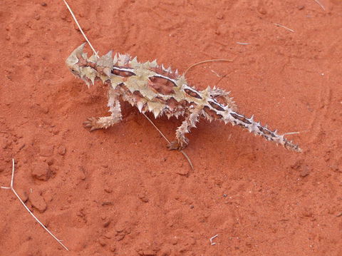 Alice Springs Highlights Half-Day Tour - Accommodation Australia 5