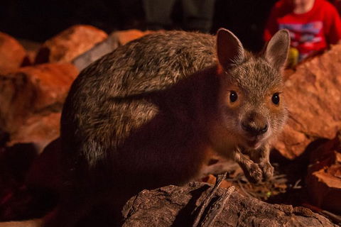 Alice Springs Desert Park Nocturnal Tour - Local Tourism 0