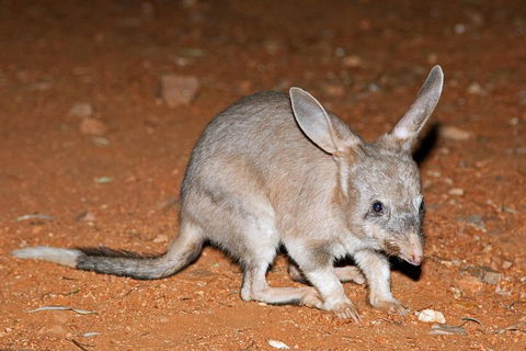 Alice Springs Desert Park Nocturnal Tour - Local Tourism 4