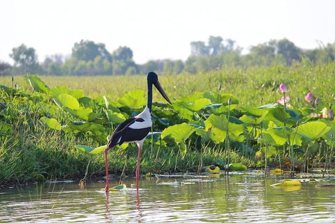 Mary River Wetlands Helicopter And Airboat Adventure From Darwin - Accommodation Australia 4