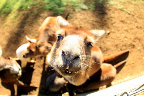 All-Inclusive Blue Mountains Day Trip With River Cruise - Accommodation Australia 1