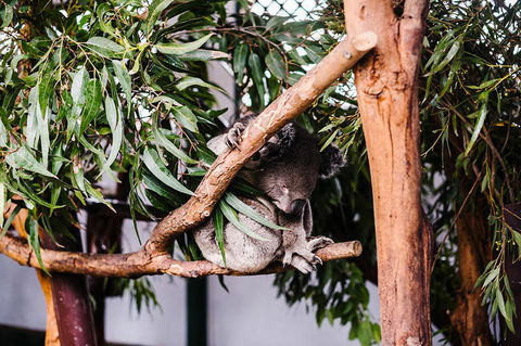 All-Inclusive Blue Mountains Day Trip With River Cruise - Accommodation Australia 14